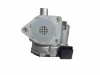 Corpo da Borboleta - TBI